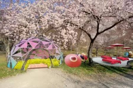 巨大遊園地の桜並木に2500本の桜！ 「さがみ湖桜まつり」が開幕