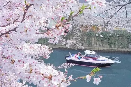 東京・目黒川でファーストクラスなお花見体験！ 「クルーズ×シャンドン」のコラボ企画