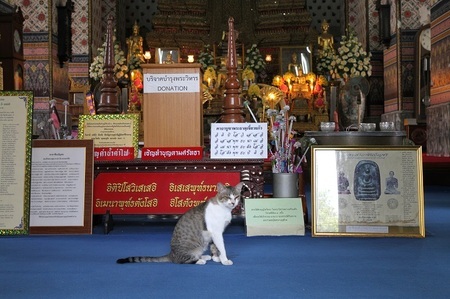 世界のネコ写真１・タイ（実は猫天国!?）