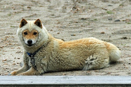 まるでひつじの着ぐるみを被った山陰柴犬コウちゃんがカワイすぎる