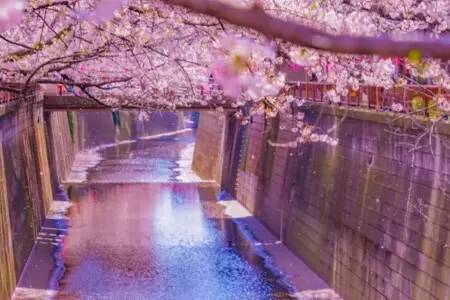 関東エリアで春に出かけたいスポットは？ デートやお花見にぴったり！