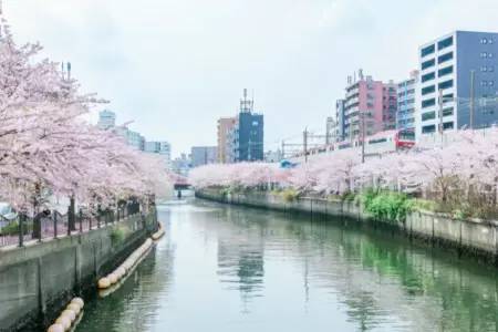 京急線に乗って大岡川の桜を見に行こう！ キャンペーン開催