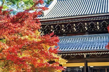 京都・滋賀の紅葉が楽しめる！　横浜～神戸を結ぶ客船「ぱしふいっくびいなす」が秋のクルーズ