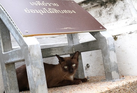 世界のネコ写真１・タイ（実は猫天国!?）