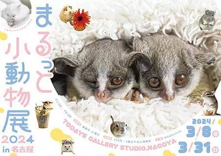 名古屋で開催！ 小動物が主役の合同写真＆物販展「まるっと小動物展」