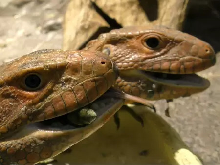 サンシャイン水族館で夜間営業「TERROR Night Aquarium」、生き物の怖い一面に焦点