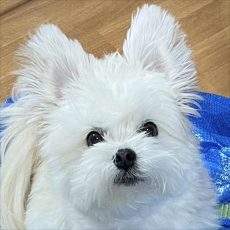 外に行きたいマルポメ。コインランドリーバッグに入って連れて行ってもらおうとしている姿がかわいすぎる!!