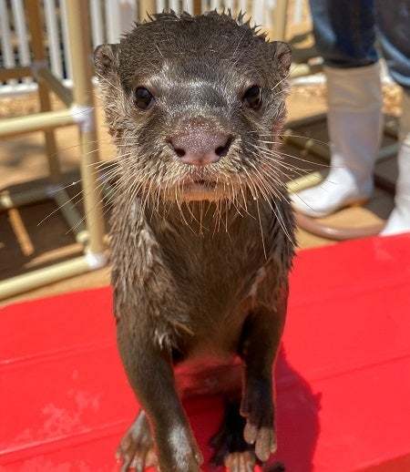 よみうりランド内「HANA・BIYORI」で、コツメカワウソの赤ちゃんが誕生