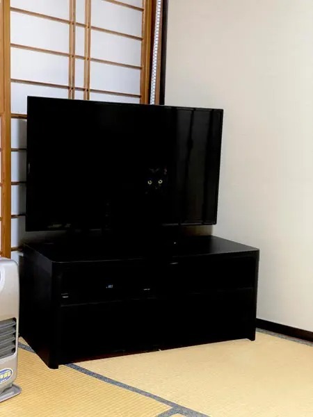 おわかりいただけただろうか……テレビに溶け込む黒猫