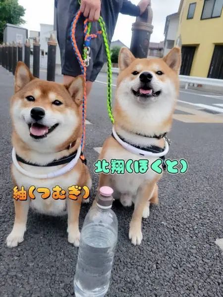 尊いが過ぎる……！見つめ合う柴犬親子にキュンキュンしちゃう