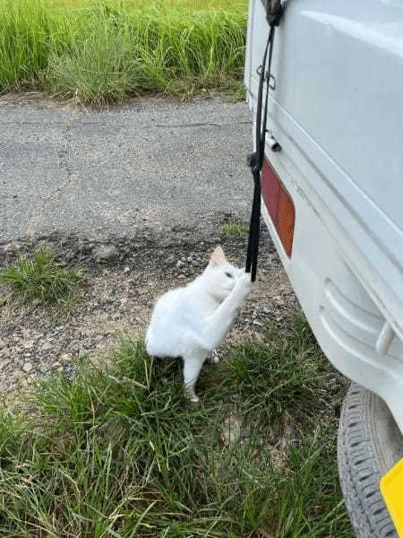 お手伝いするニャン　白猫さんが「猫の手を貸す」様子にほっこり