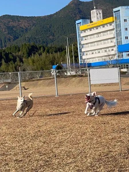 追いかけっこでテンションMAXな犬さん　表情がまるで「怪獣」