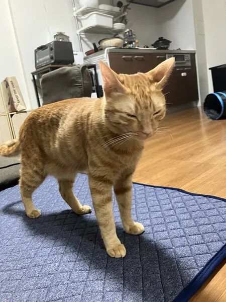 ごはんの時間ピッタリに目覚めた猫　食への執念に飼い主もビックリ