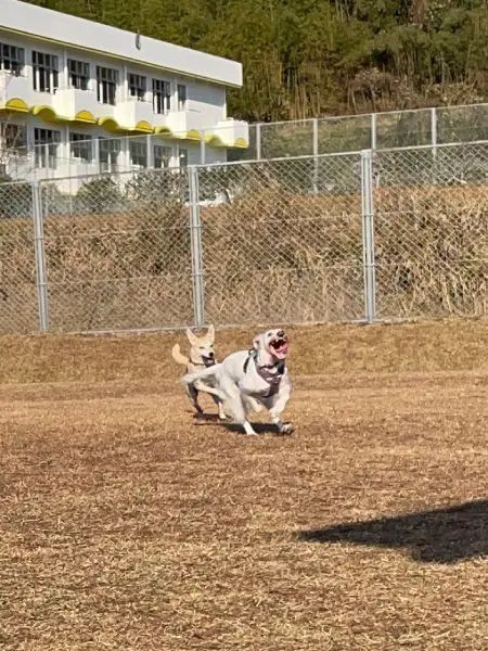 追いかけっこでテンションMAXな犬さん　表情がまるで「怪獣」