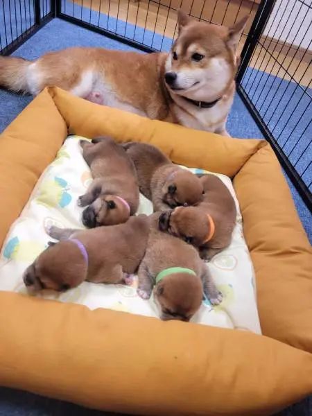 尊いが過ぎる……！見つめ合う柴犬親子にキュンキュンしちゃう