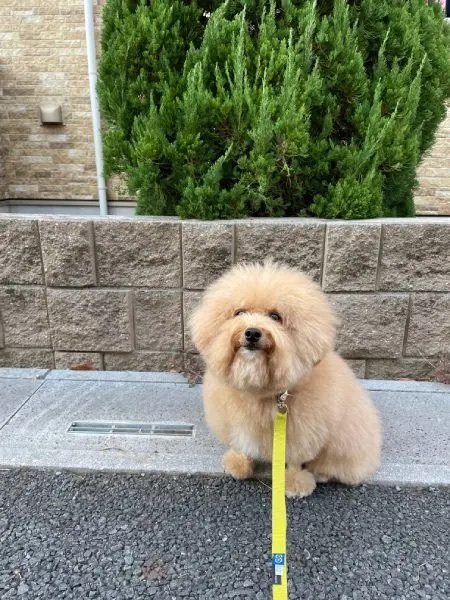 珍生物「びしょ濡れレッグウォーマードッグ」現る　変わり果てた犬の姿に爆笑