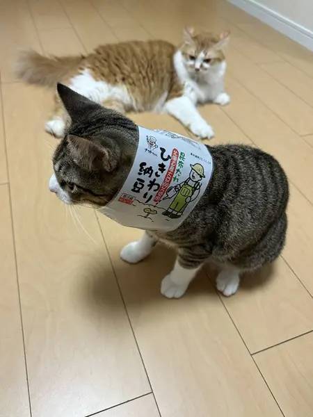 「やらかし」を一切認めない猫　目を合わせずすっとぼけ