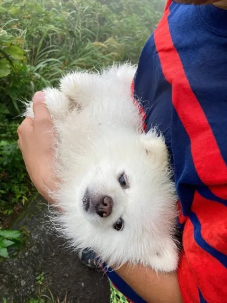 タレ目のポメラニアンさん　飼い主との登山でまさかの「虚無顔」を披露