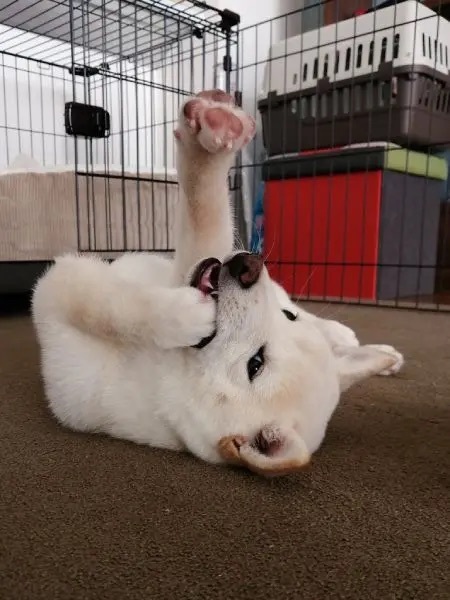 華麗にパーンチ！　わんこのかわいい右ストレートにワンパンノックアウト