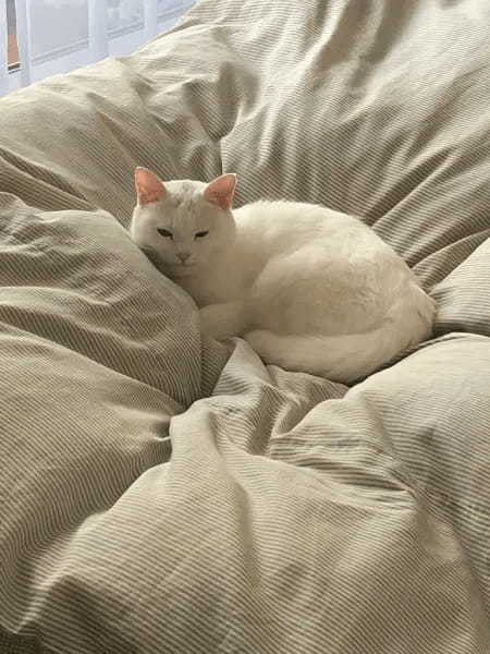 メタルダーのコスプレをする飼い主 愛猫に即座に警戒されてしまう
