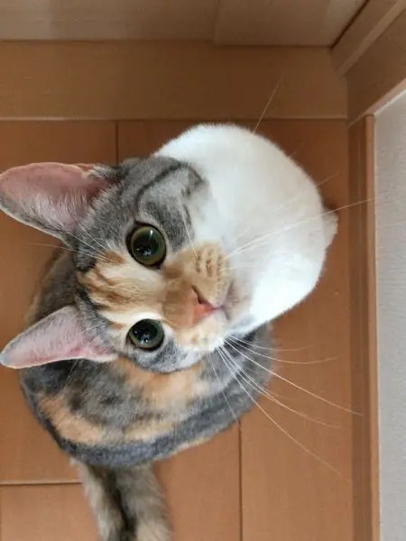 遊び疲れてスヤア　おててがかわいい愛猫の寝顔