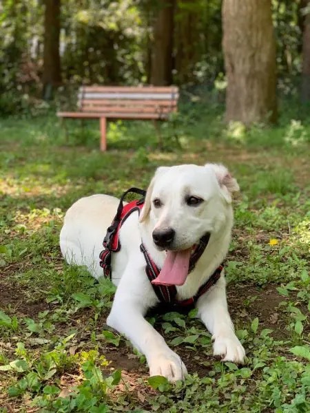 大きくなっても心は子犬　飼い主べったりのラブラドール