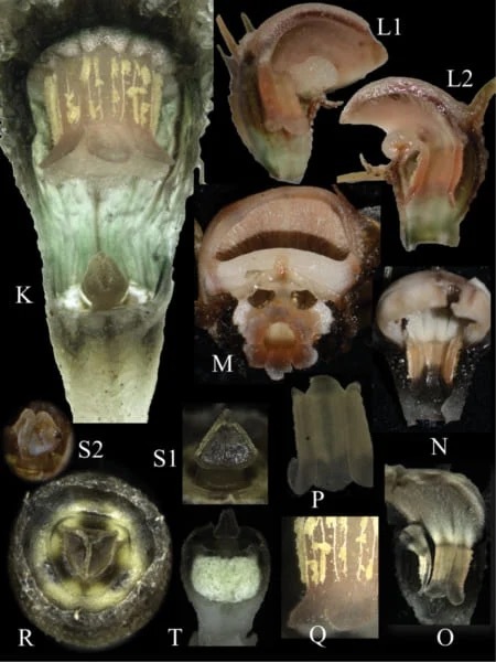 ゴースト植物「フェアリーランタン」の新種を発見! 菌類から栄養素を盗む能力をもつ
