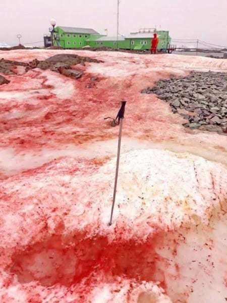 奇妙な「赤い雪」が積もる現象が南極で報告される