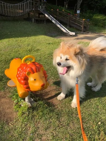 人間と同じことがしたい秋田犬　映えスポットで写真を撮ってご満悦