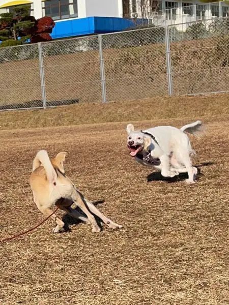 追いかけっこでテンションMAXな犬さん　表情がまるで「怪獣」