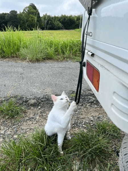 お手伝いするニャン　白猫さんが「猫の手を貸す」様子にほっこり