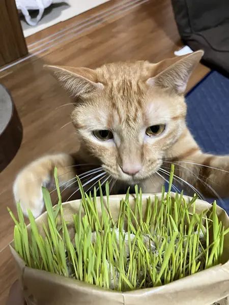 ごはんの時間ピッタリに目覚めた猫　食への執念に飼い主もビックリ