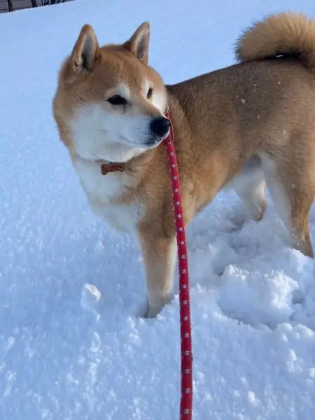 視線の先にあるものは何？　天井をじっと見つめる猫ちゃん