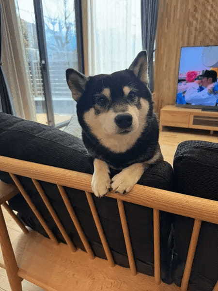 僕も入れて～！会話に参加してこようとする柴犬