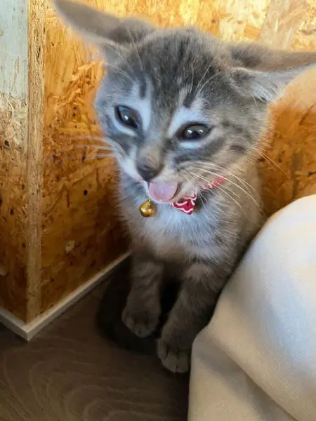 飼い主の肩にのる「リアルテト」な猫　そのままの状態でウトウト……