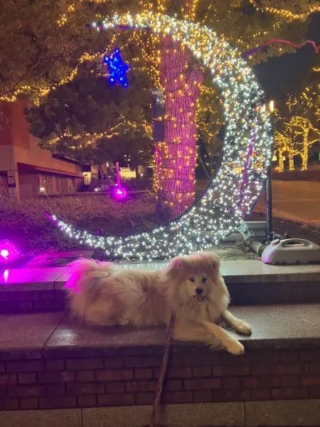 人間と同じことがしたい秋田犬　映えスポットで写真を撮ってご満悦