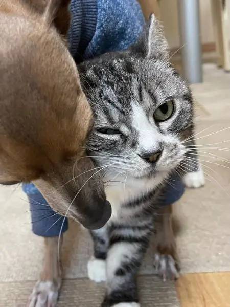 犬の甘えっぷりが想像以上で思わず固まってしまう猫ちゃん