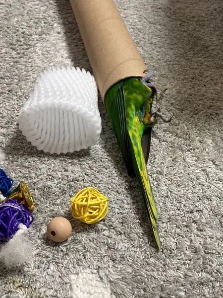 巨大な筒に興奮MAXのインコ　ゴキゲンなようすに癒やされる