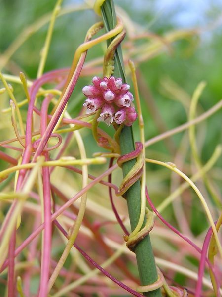 寄生植物は宿主が開花する時期を“ 盗聴”して一緒に開花する