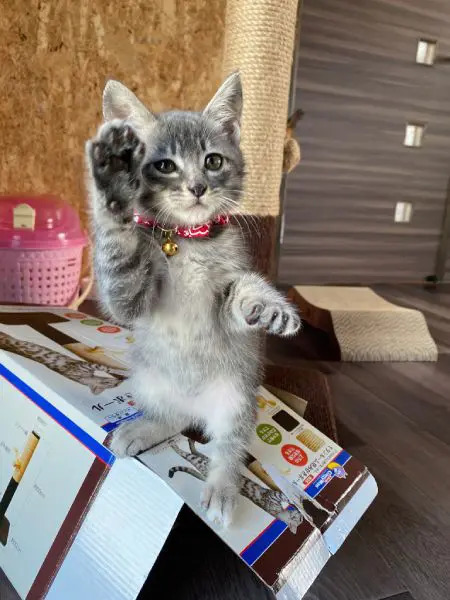 飼い主の肩にのる「リアルテト」な猫　そのままの状態でウトウト……