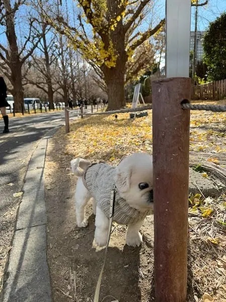 見よ、これが“くん活ガチ勢”だ……！ゼロ距離でポールの匂いを嗅ぐワンちゃん