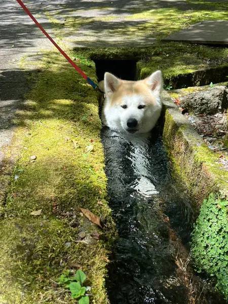 「冷やし犬」爆誕！自らせき止めた水を飲む秋田犬がかわいすぎる