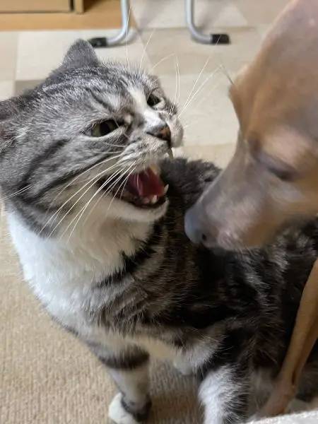 犬の甘えっぷりが想像以上で思わず固まってしまう猫ちゃん