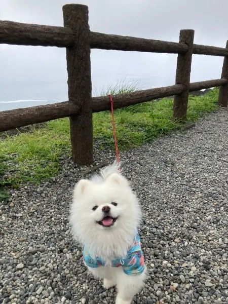 タレ目のポメラニアンさん　飼い主との登山でまさかの「虚無顔」を披露