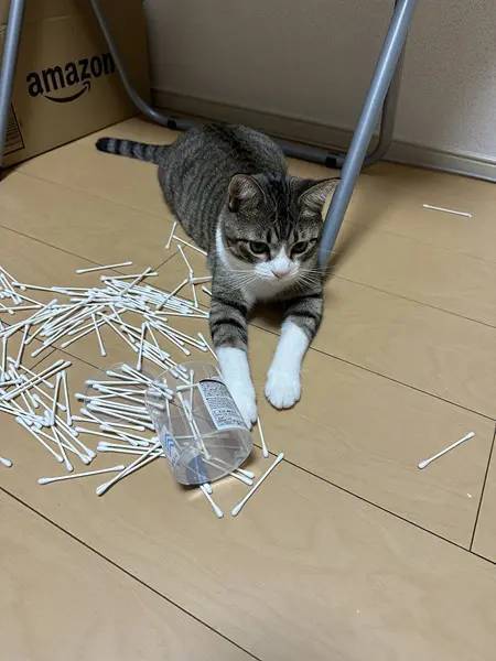 「やらかし」を一切認めない猫　目を合わせずすっとぼけ