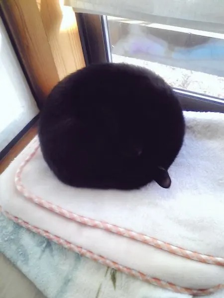 もふもふブラックホール出現！？布団の上で丸くなる真っ黒猫ちゃん