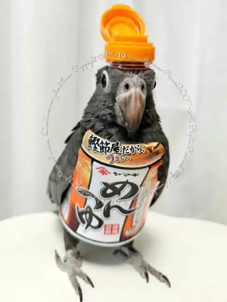 「プロフ見て♥」Xでお馴染みの迷惑リプをインコが再現　これは見たくなる！