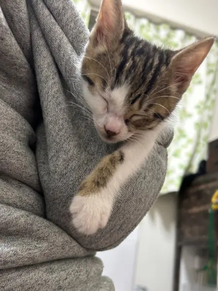 天使って実在したんだ……パーカーのフードの中で眠ってしまった子猫が尊すぎる