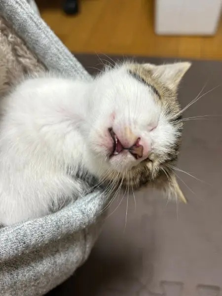 天使って実在したんだ……パーカーのフードの中で眠ってしまった子猫が尊すぎる