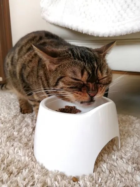 「美味しそうに食べて……」　渋い顔をして食べ続ける猫